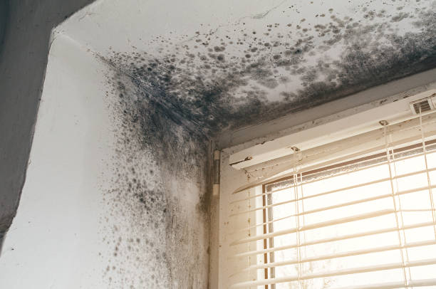 Affordable Mold Removal solutions in Princeton, NJ
